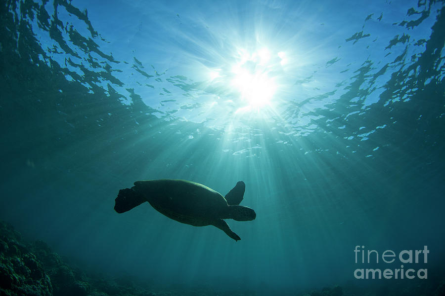 Maui Turtle #1 Photograph by David Olsen