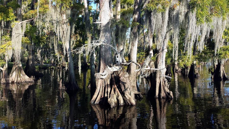 Maurepas Swamp Digital Art by Deborah Chase - Fine Art America