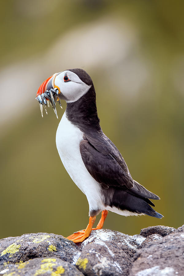 May Puffin #1 Photograph by Kuni Photography