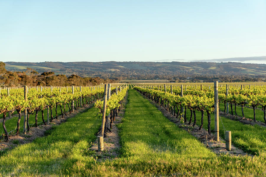 McLaren Vale Vineyard Photograph by Anne Schneyder | Pixels