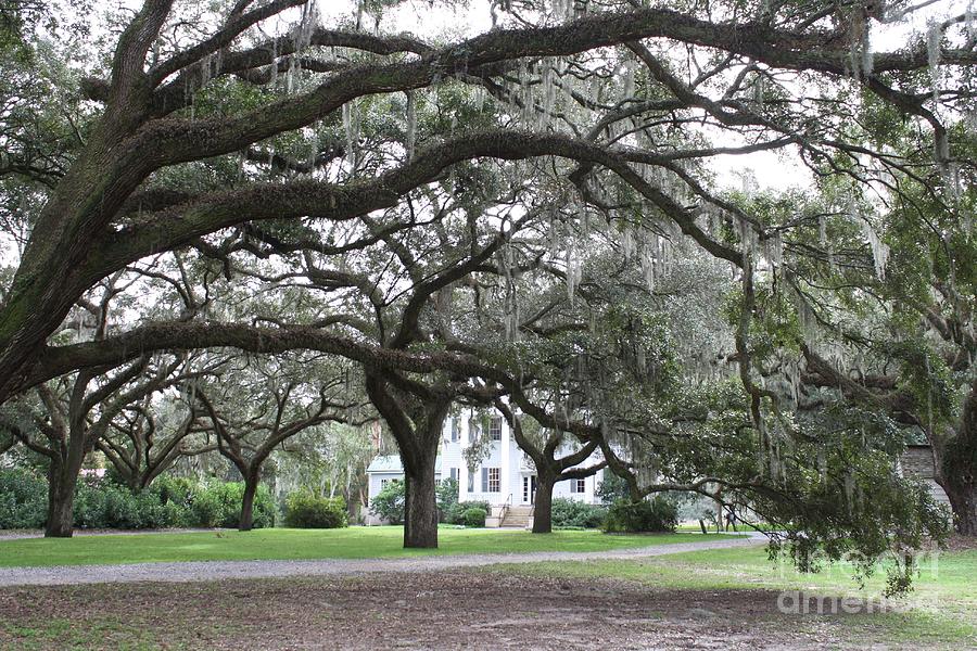 McLeod Plantation Photograph by Flavia Westerwelle McLeod Plantation Photograph by Flavia Westerwelle