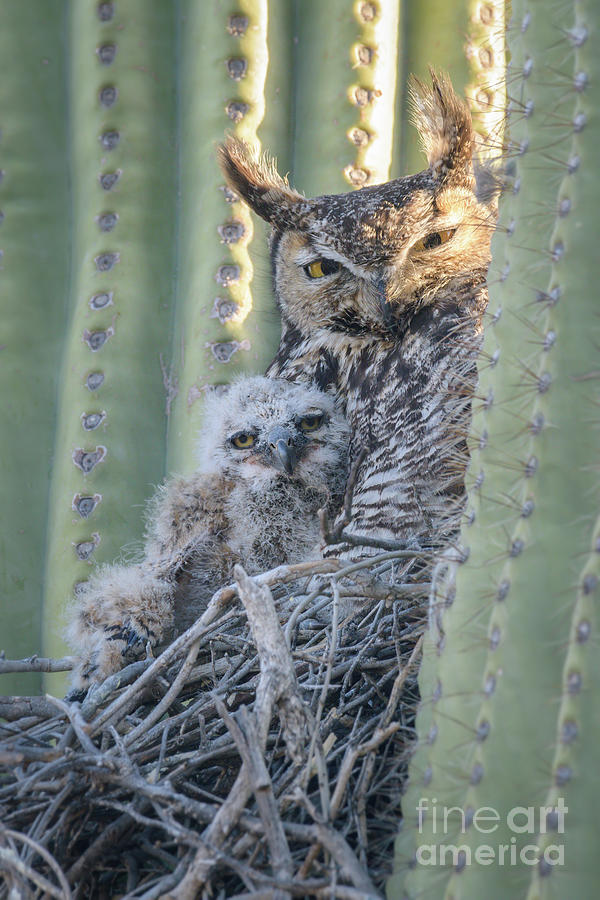 Me and Mom Great Horned Owls #2 Photograph by Lisa Manifold