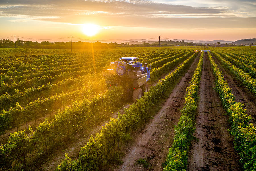 Mechanical harvester of grapes in the vineyard at sunset #1 Photograph by Eloi_Omella