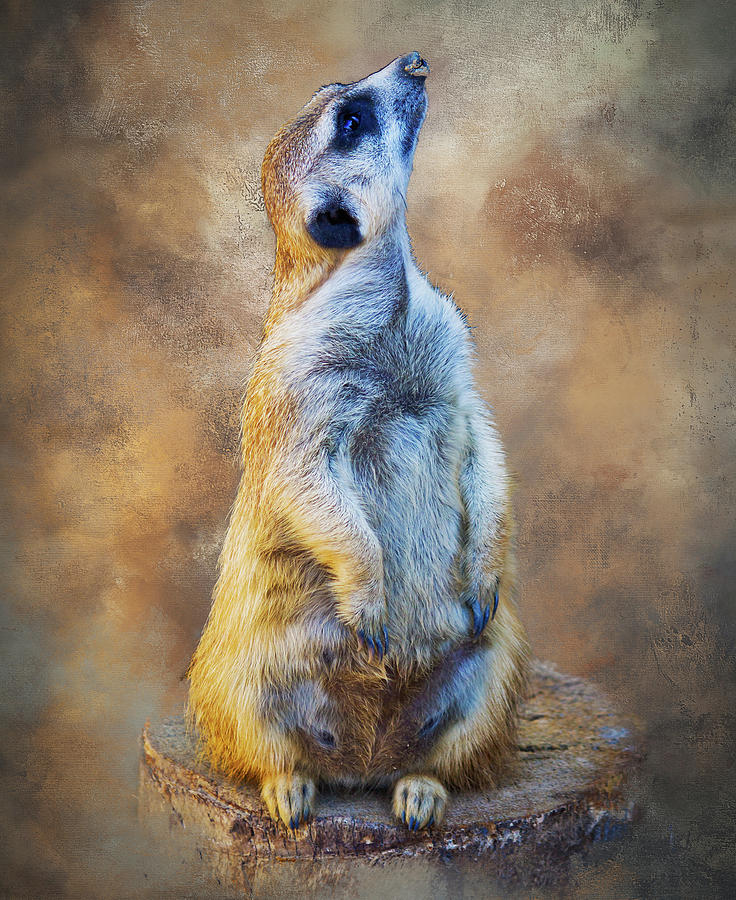 Meerkat #1 Mixed Media by Ken Frischkorn