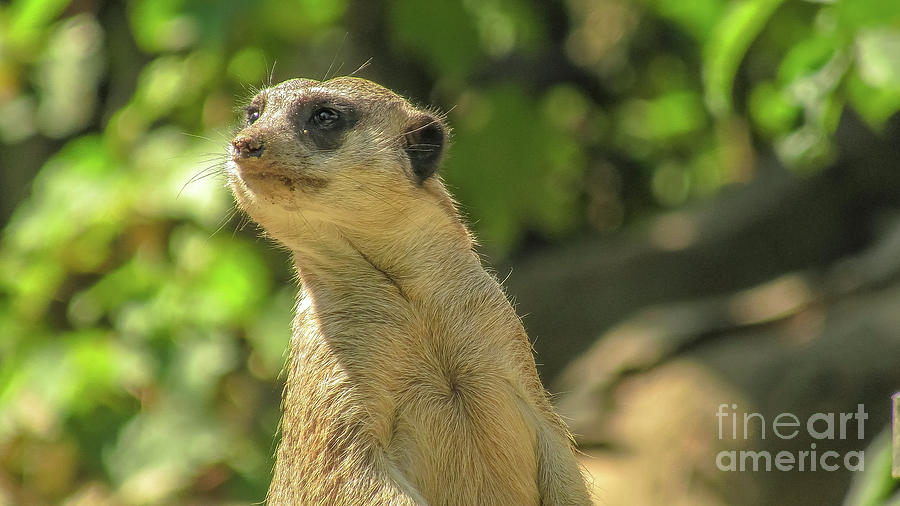 Meerkat or suricate on sand background #1 Photograph by Benny Marty