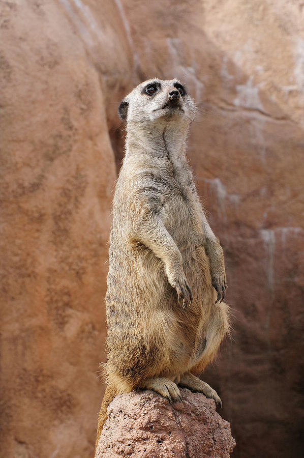 Meerkat Standing On a Rock Photograph by Tom Potter