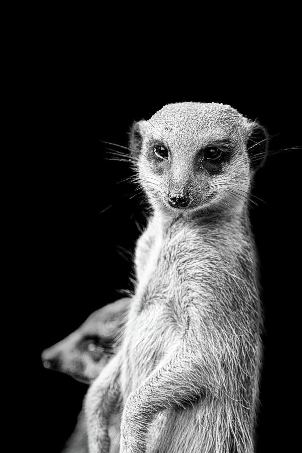 Meerkat #1 Photograph by Tom Van den Bossche