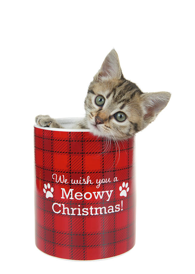 Christmas Photograph - Meowy Christmas Kitten #1 by Sheila Fitzgerald