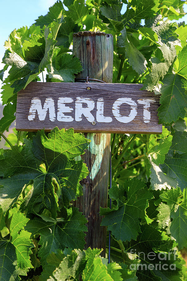 Merlot Grape Winery Vineyard Okanagan Valley by Kevin Miller