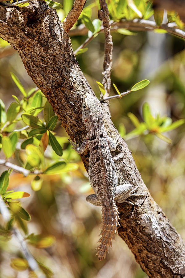 Merrem's Madagascar swift, Oplurus cyclurus, Arboretum d'Antsokay ...