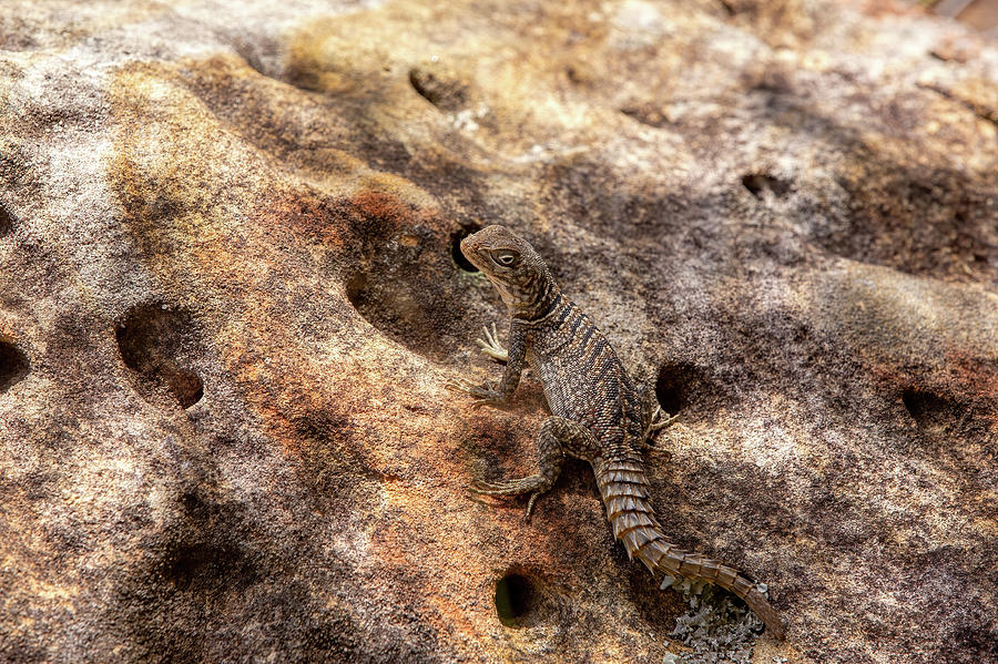 Merrem’s Madagascar swift, Oplurus cyclurus, Isalo National Park