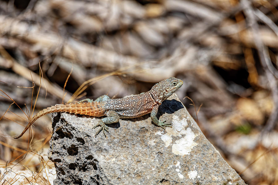 Merrem’s Madagascar swift, Oplurus cyclurus, Tsimanampetsotsa National