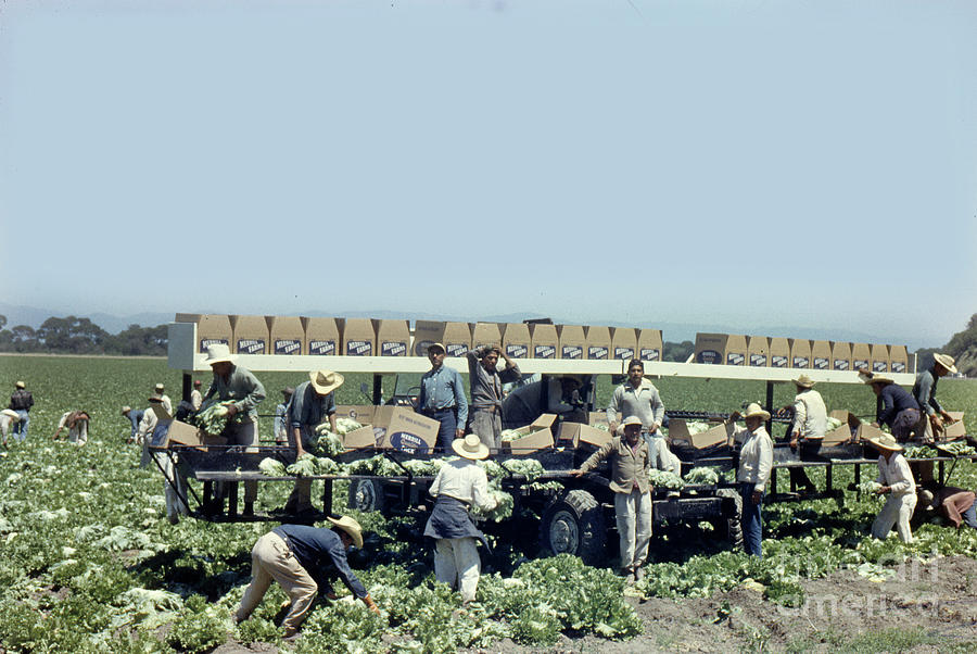 Lettuce Photograph - Merrill Farms  Field workers harvesting and packing lettuce field  #1 by Monterey County Historical Society