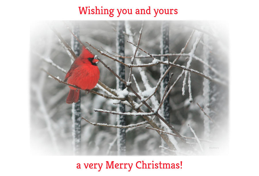 Merry Christmas Cardinal #2 Photograph by Diane Lindon Coy