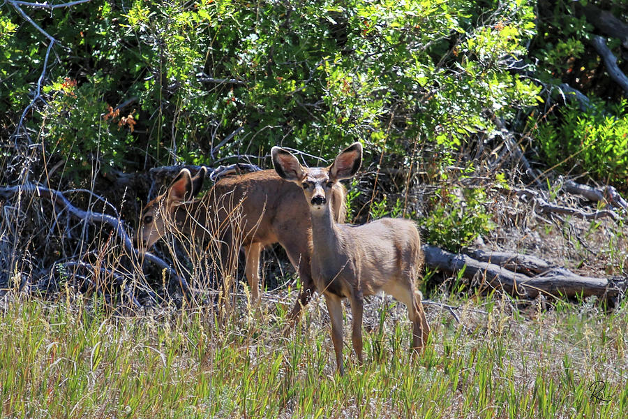 Mesa Verde National Park Photograph - Mesa Verde Mule Deer by Robert Harris