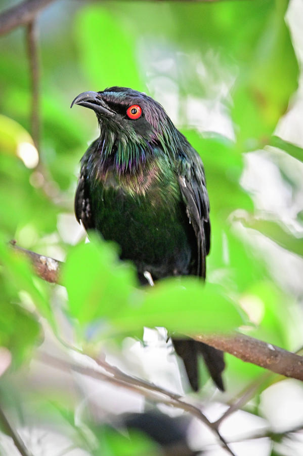 Metallic Starling Photograph by Ed Stokes - Fine Art America