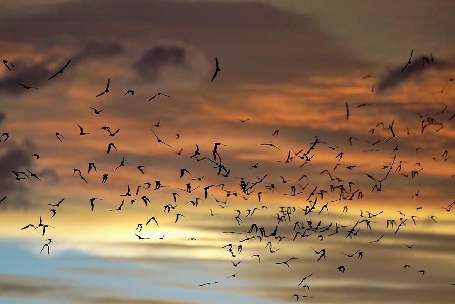 Mexican Free-tailed Bats #1 Photograph by Dennis Boyd