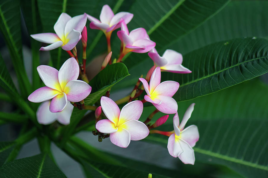 Mexican Plumeria #2 Photograph by Doug Wittrock