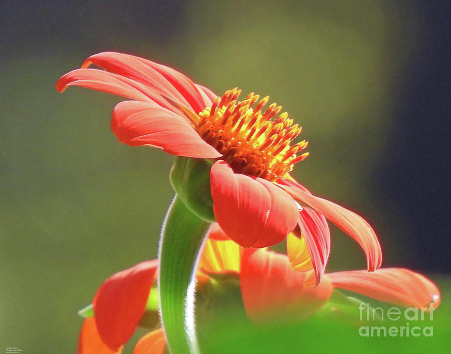 Mexican Sunflower14 #1 Photograph by Lizi Beard-Ward