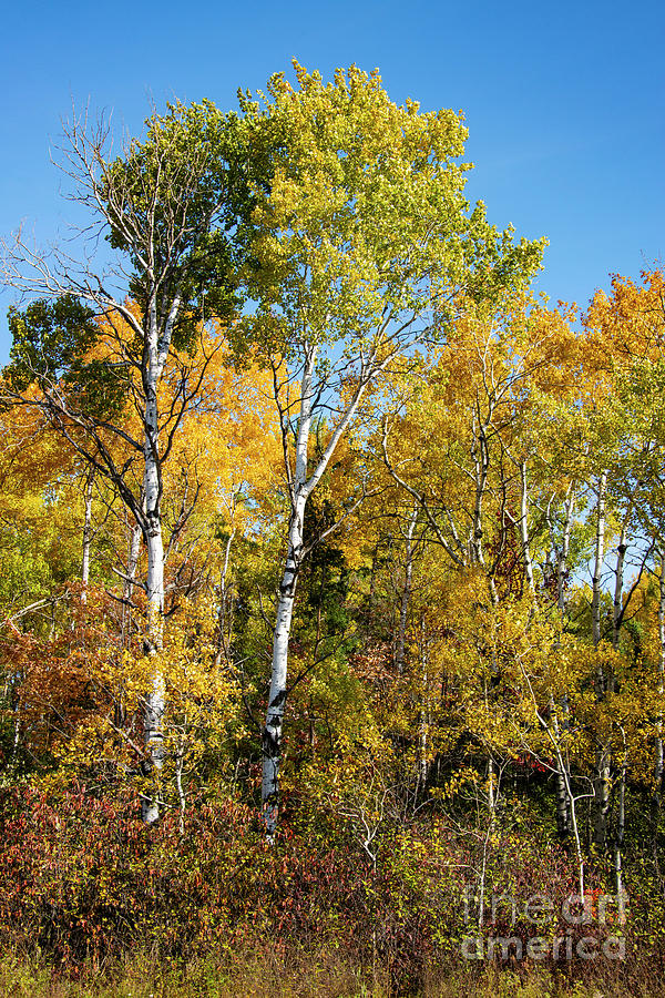 Michigan Autumn Color Three #1 Photograph by Bob Phillips