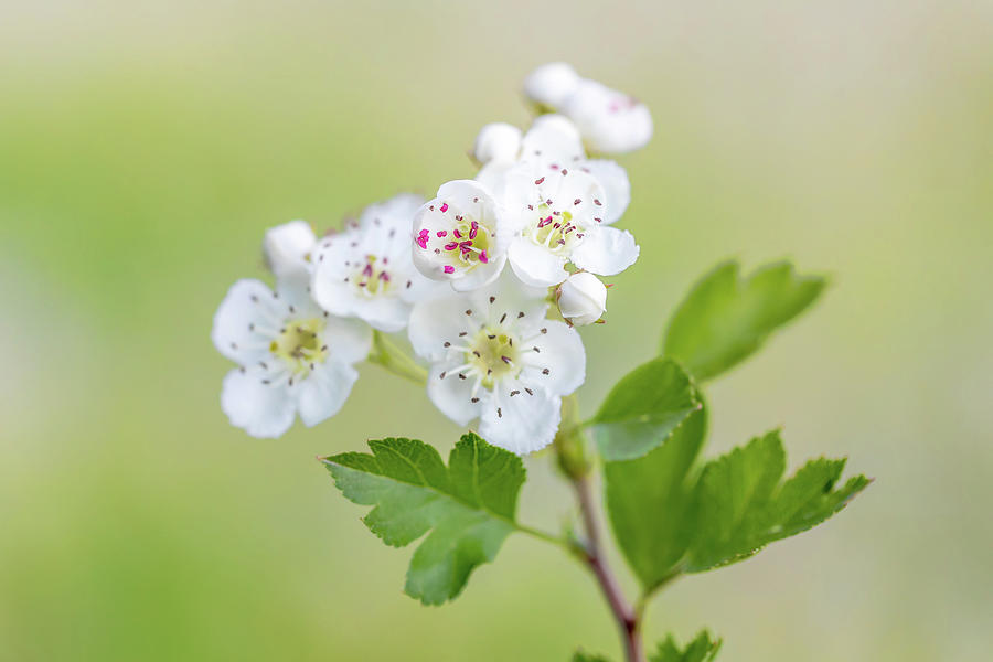 Midland hawthorn white flowering tree Photograph by Artush Foto - Fine