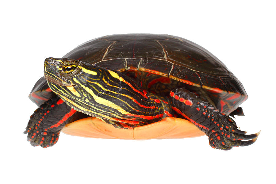 Midland Painted Turtle, White Background #1 Photograph By Michael 