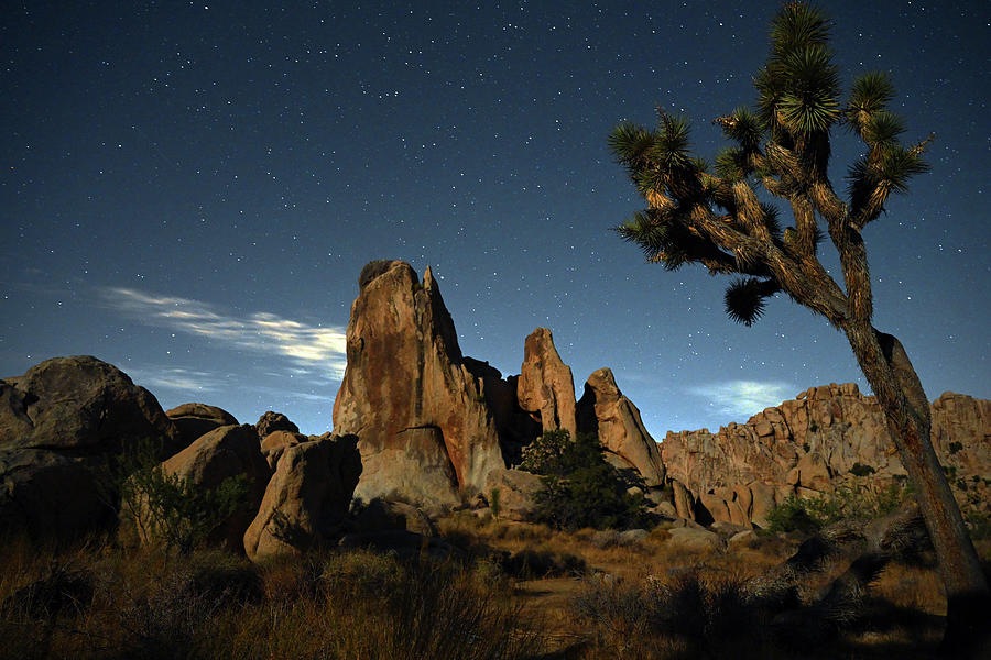 Midnight in Joshua Tree National Park Photograph by Dung Ma