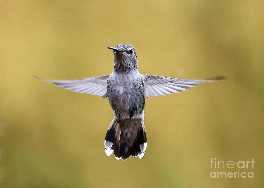 Mighty Hummingbird Photograph