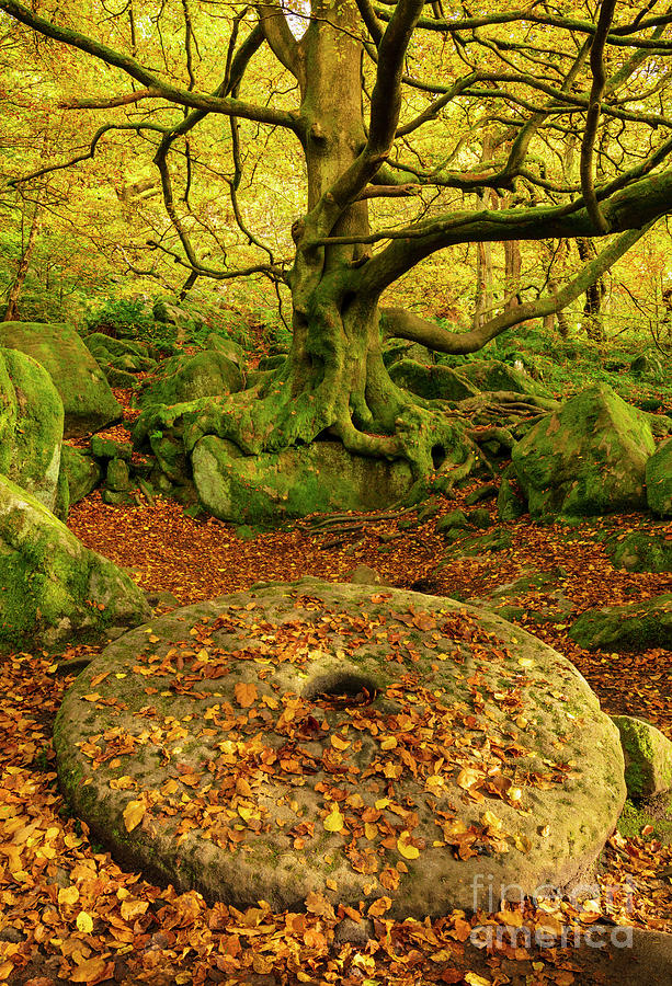 Millstone at Padley Gorge, Peak District National Park, Derbyshire, England #2 Photograph by Neale And Judith Clark