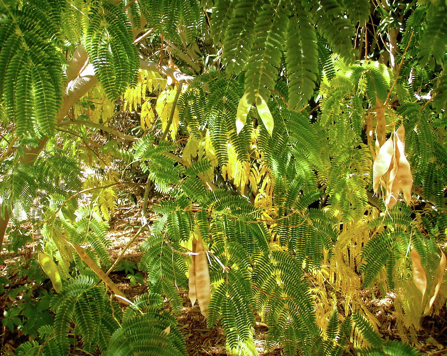 Mimosa Leaves #1 Photograph by Stephanie Moore