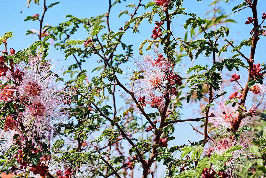 Mimosa Shrub Photograph by Pamela Kelso - Fine Art America