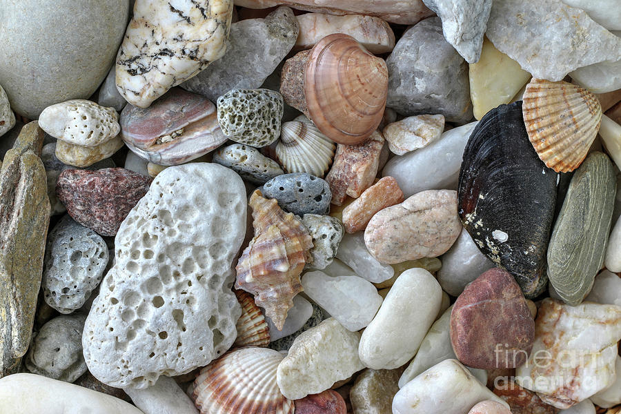 Minerals and shells #1 Photograph by Michal Boubin