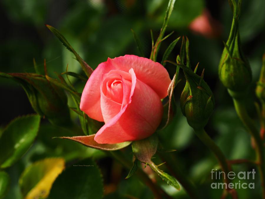 Mini Pink Rose #1 Photograph by Richard Thomas