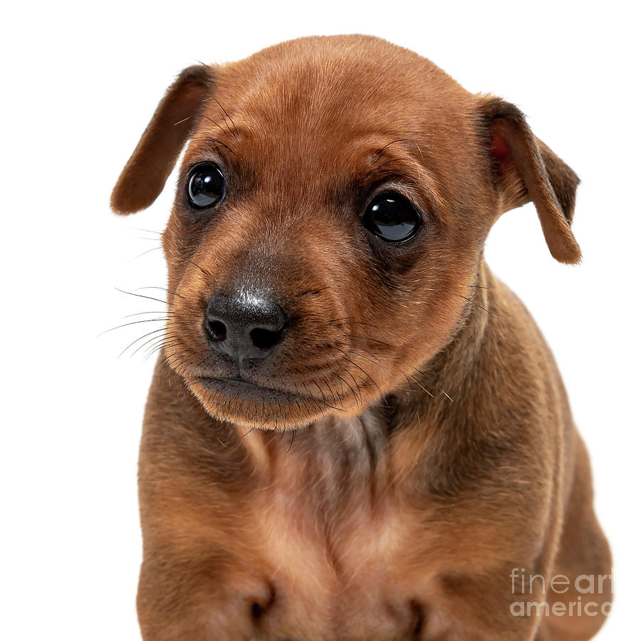 Miniatur Pinscher Puppie Photograph