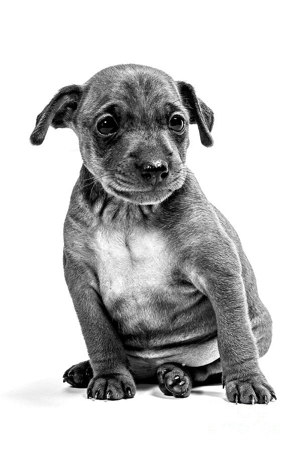 Miniatur Pinscher Puppy #1 Photograph by Gunnar Orn Arnason