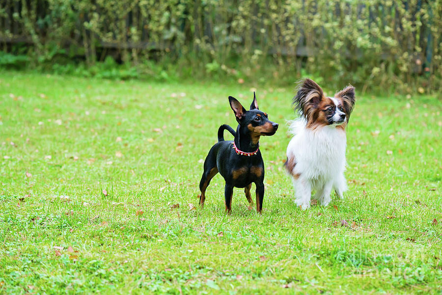 Miniature pinscher and papillon purebreed dogs Photograph by Beautiful ...