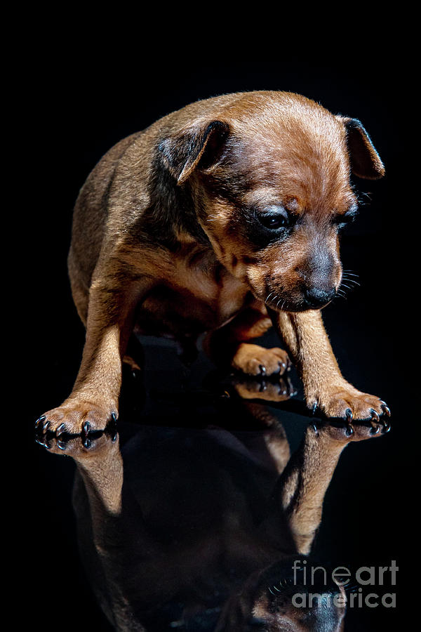 Minpin Pinscher puppie #1 Photograph by Gunnar Orn Arnason