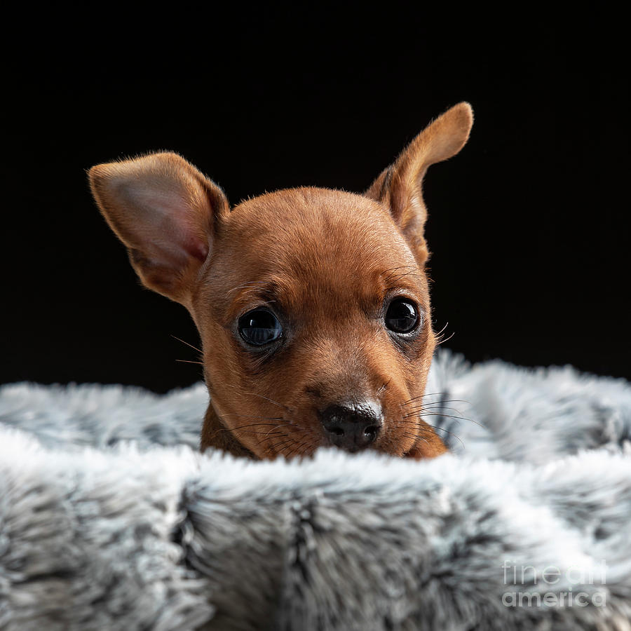 Minpin Puppy #1 Photograph by Gunnar Orn Arnason
