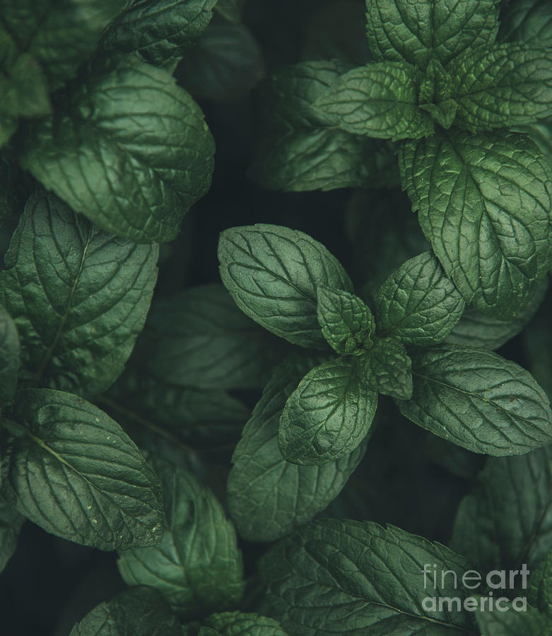 Mint green leaves pattern background #1 Photograph by Jelena Jovanovic