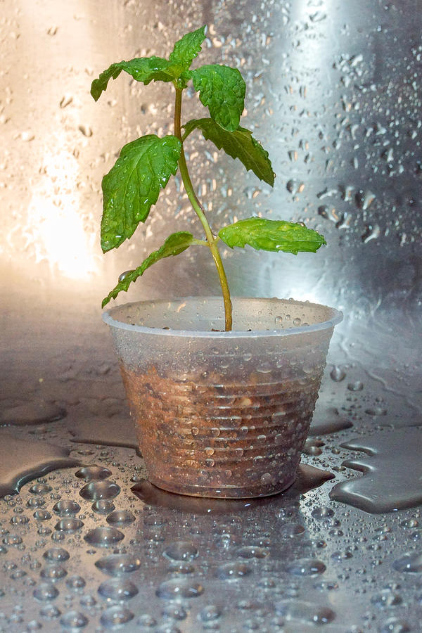 Mint seedlings in small disposable coffee cups. #1 Photograph by CRMacedonio