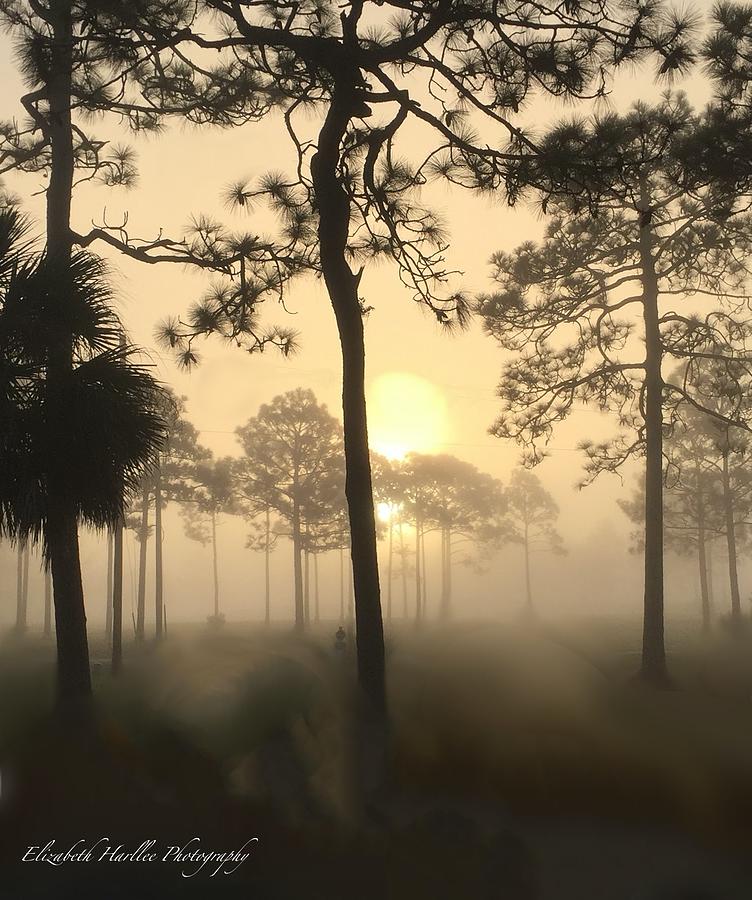 Misty Morning #1 Photograph by Elizabeth Harllee