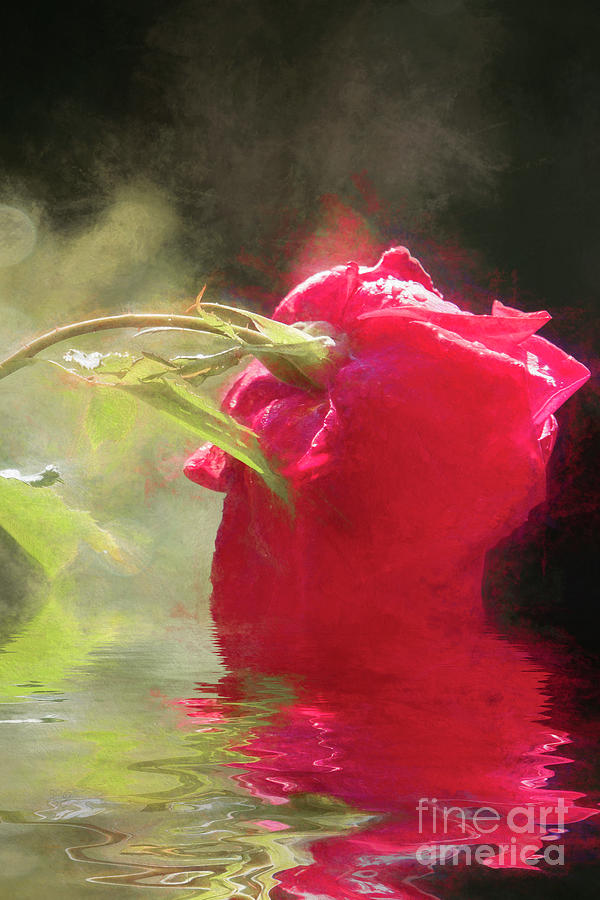 Misty Rose Reflections Photograph by Elaine Teague