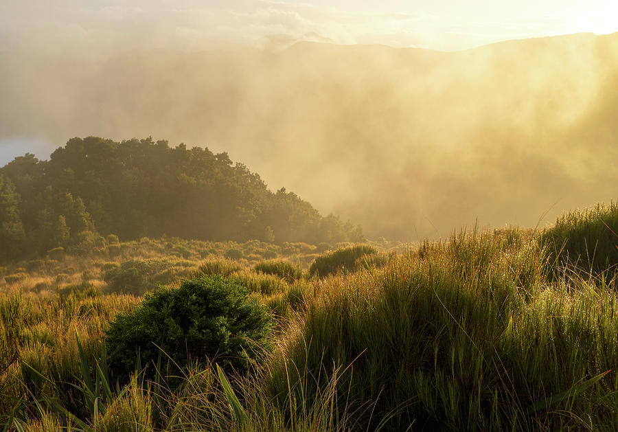 Misty Sunrise - New Zealand #1 Photograph by Tom Napper