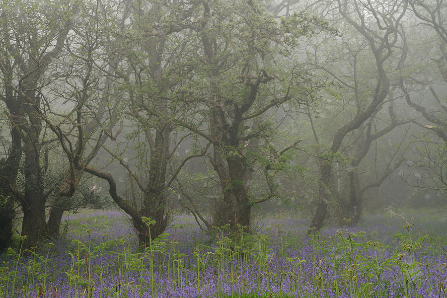 Misty Trees #1 Photograph by Stephen Taylor