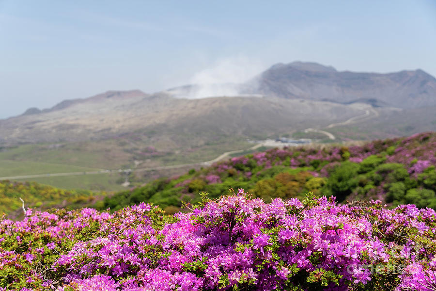 Miyama Kirishima Blooming In Mt Aso In Japan Photograph By Didier Marti 