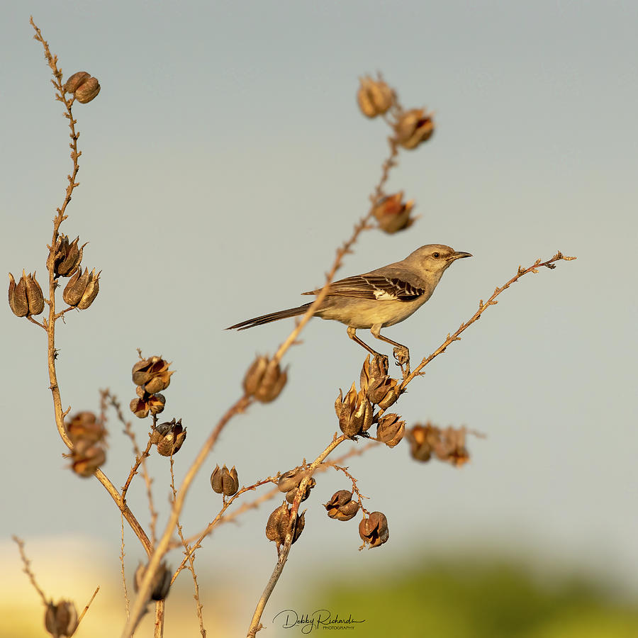 Mockingbird at Sunrise #1 Photograph by Debby Richards
