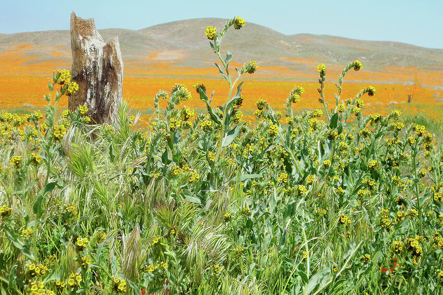 Mojave Desert Fiddlenecks and Poppies #1 Photograph by Ram Vasudev