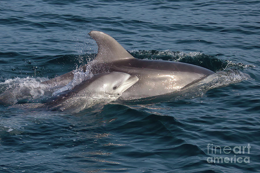 Mom and Baby Bottlenose Dolphin #1 Photograph by Loriannah Hespe
