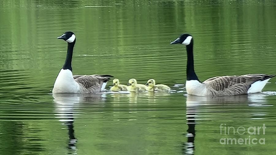 Mom, Pop And Babies, Canadian Geese Photograph by Donna Brown