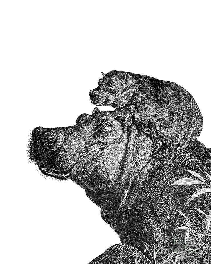 Hippopotamus Digital Art - Mommy And Me #1 by Madame Memento